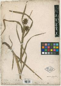 Carex grayi image