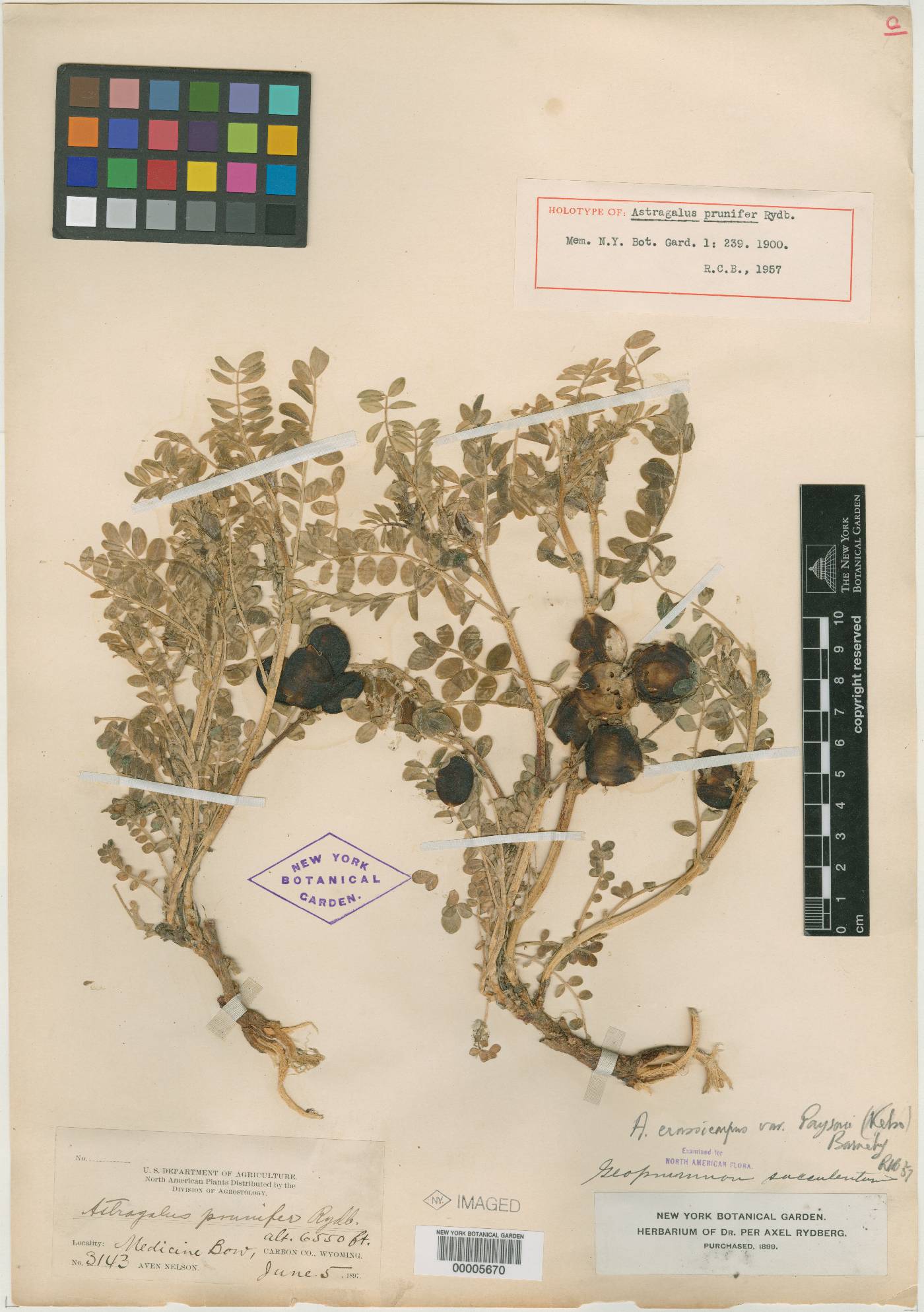 Astragalus prunifer image