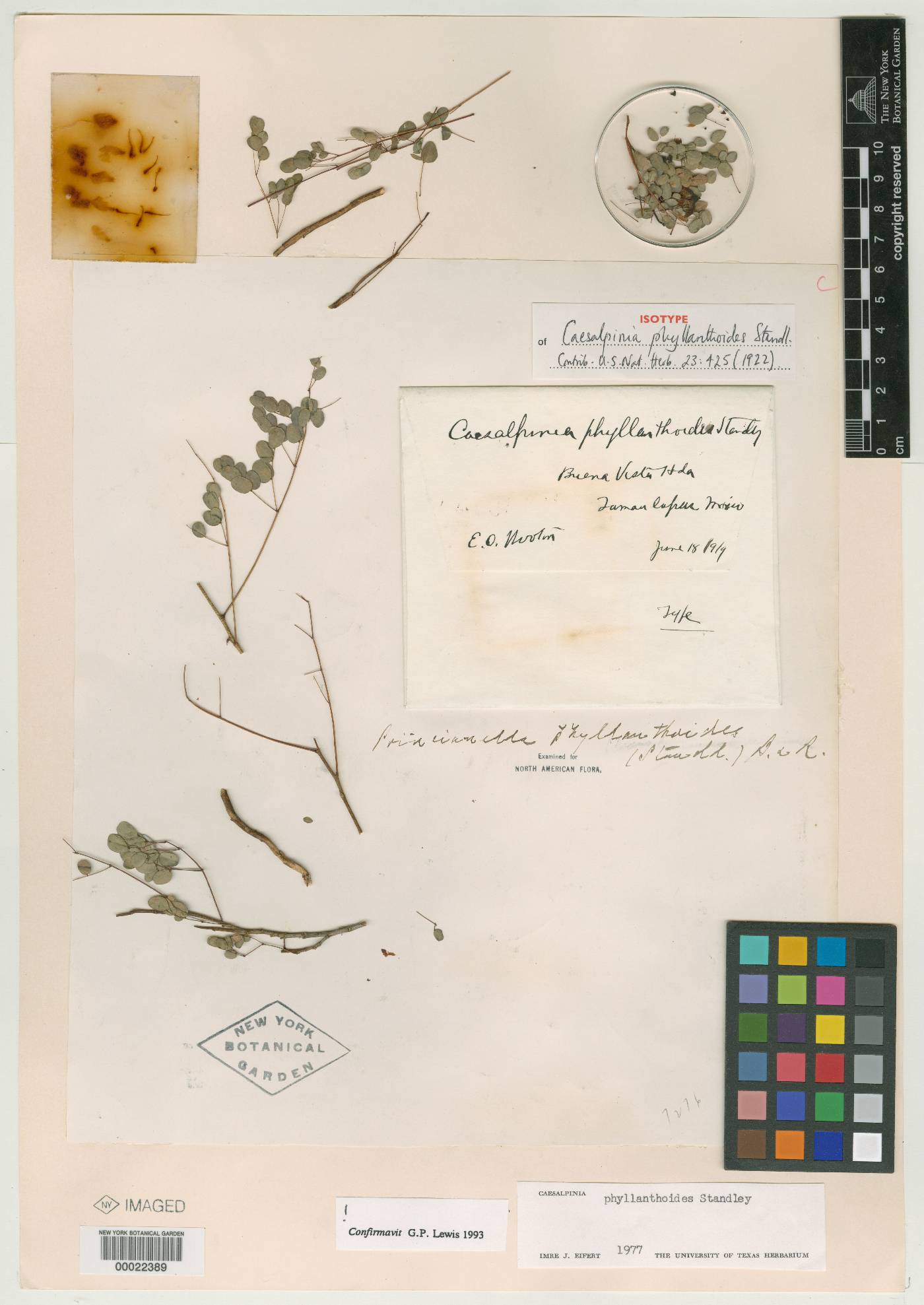 Caesalpinia phyllanthoides image