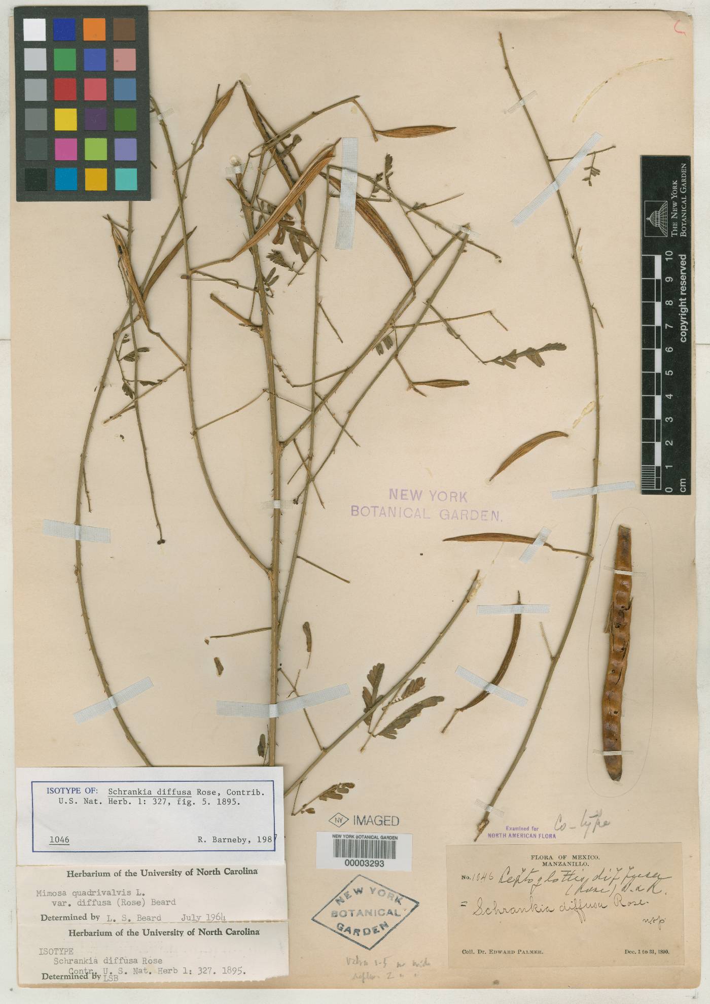 Schrankia diffusa image