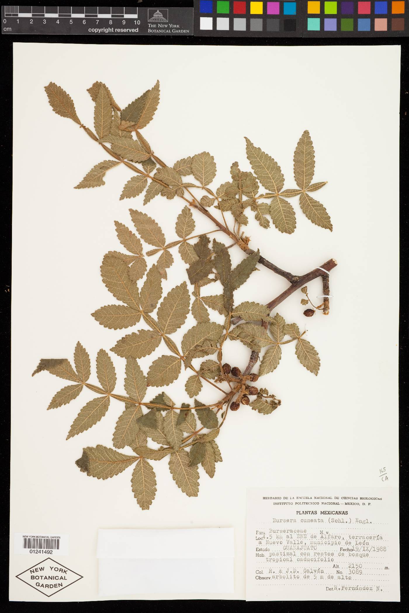 Bursera cuneata image