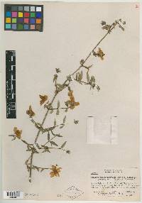 Philadelphus microphyllus subsp. maculatus image
