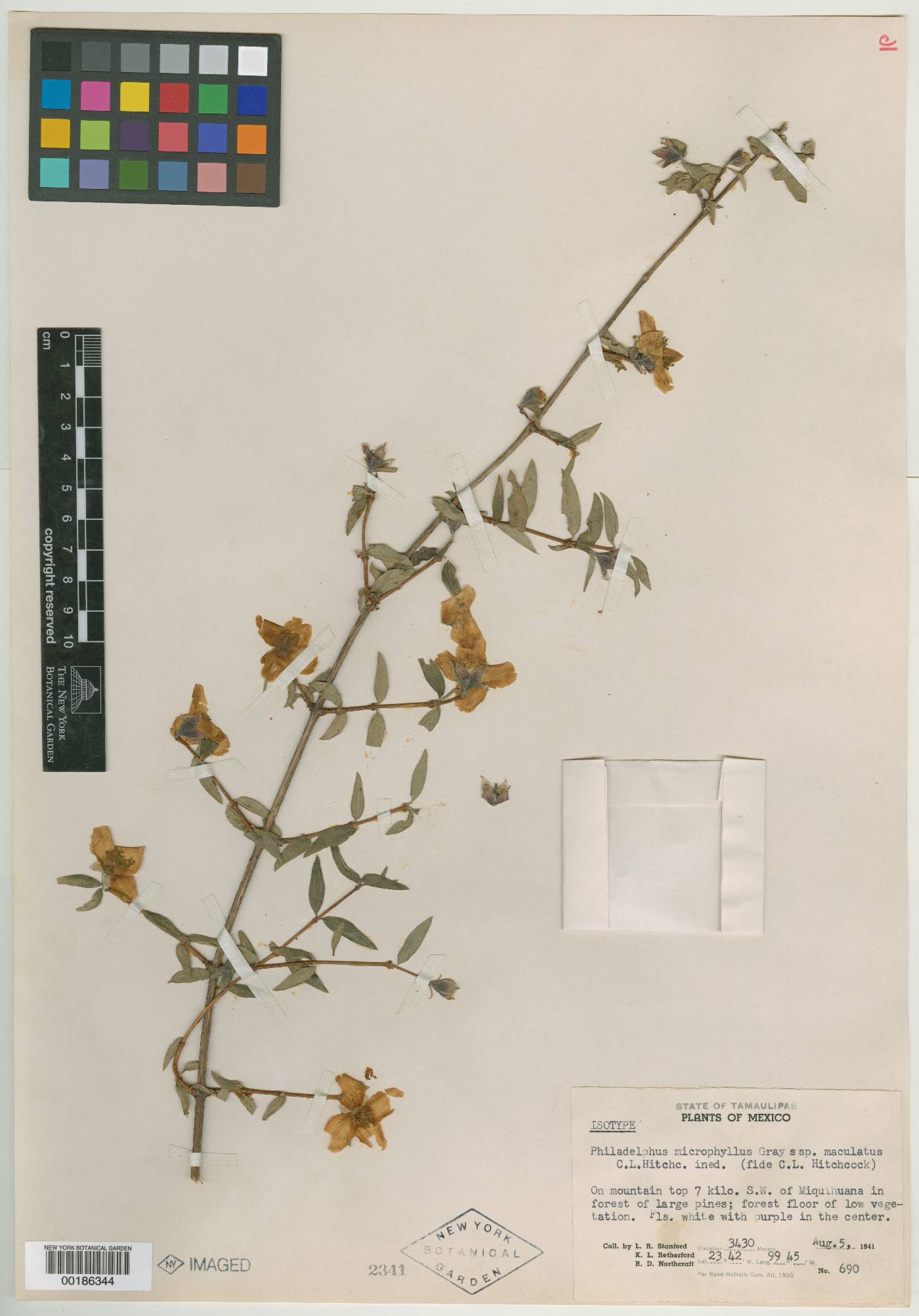 Philadelphus maculatus image