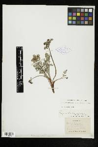 Lomatium nevadense image