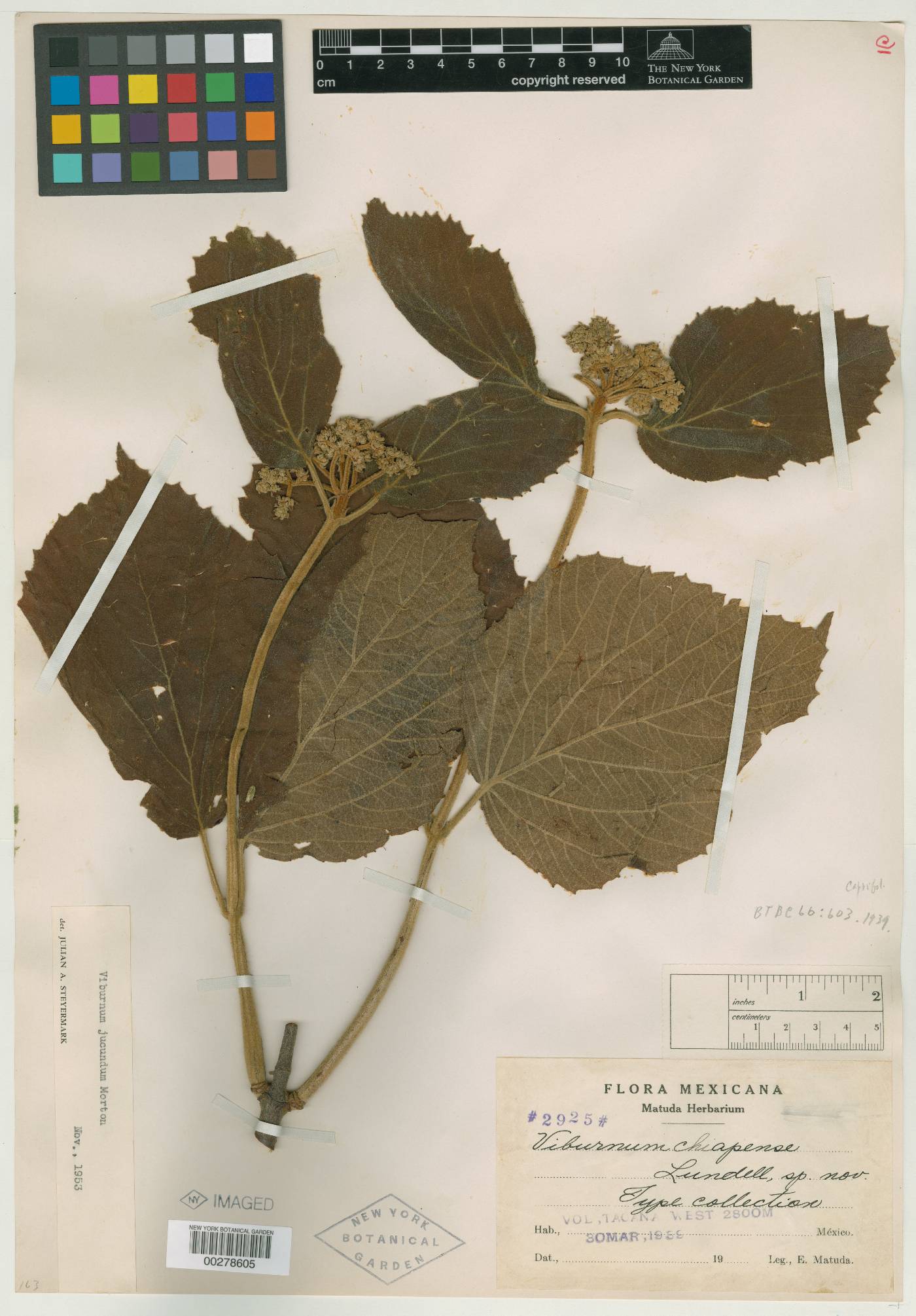 Viburnum jucundum image