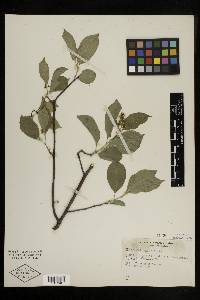 Celastrus scandens image