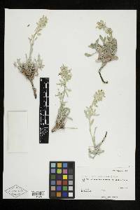 Cryptantha fulvocanescens image