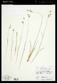 Juncus longistylis image