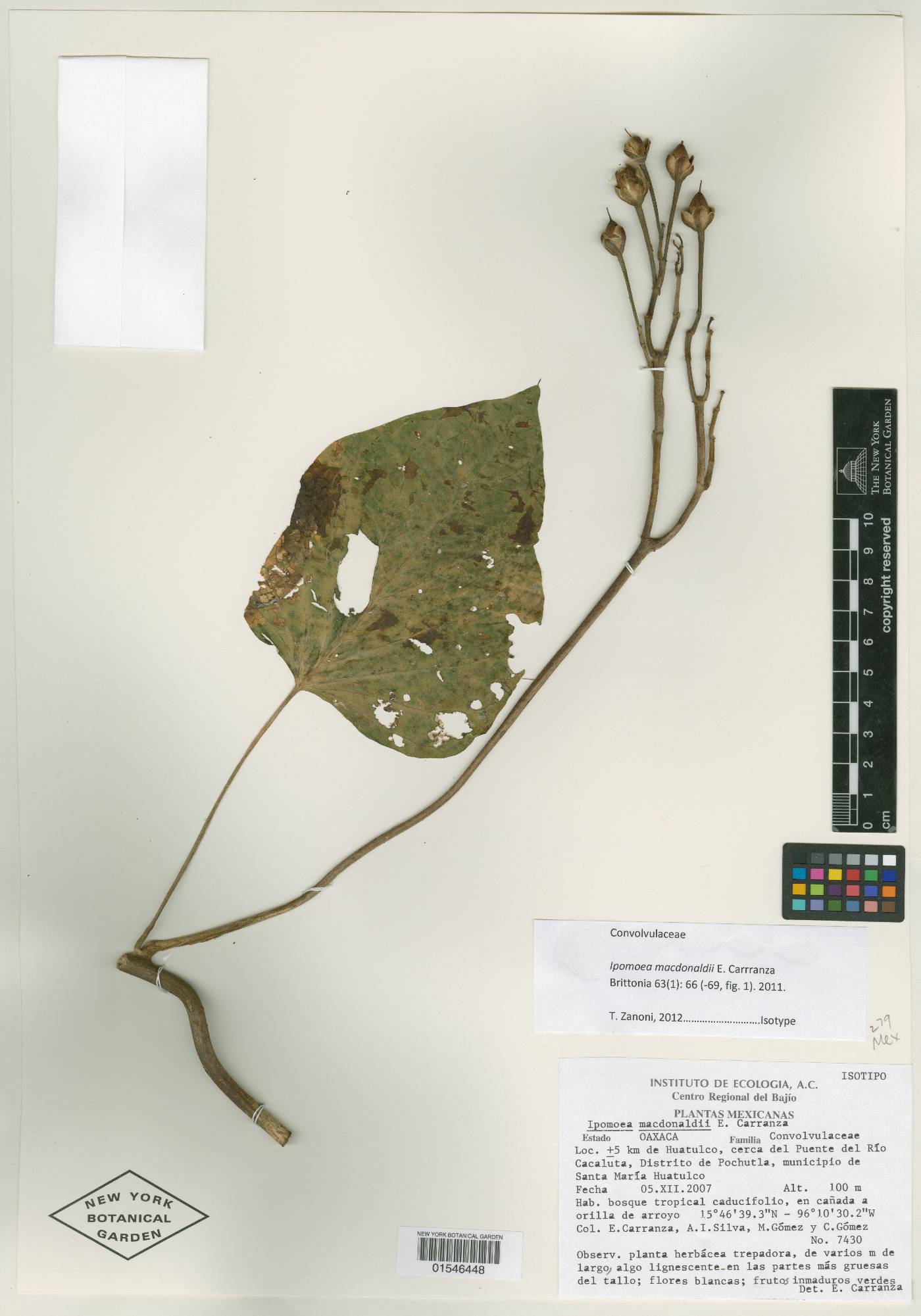 Ipomoea macdonaldii image