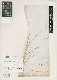 Sisyrinchium leptocaulon image