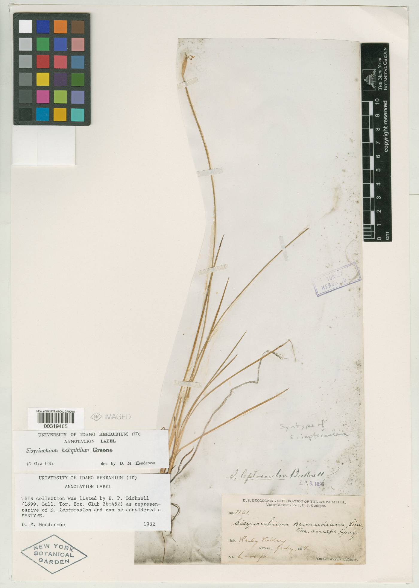 Sisyrinchium leptocaulon image