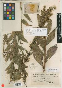 Solidago edisoniana image