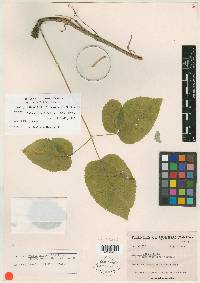 Aralia nudicaulis image