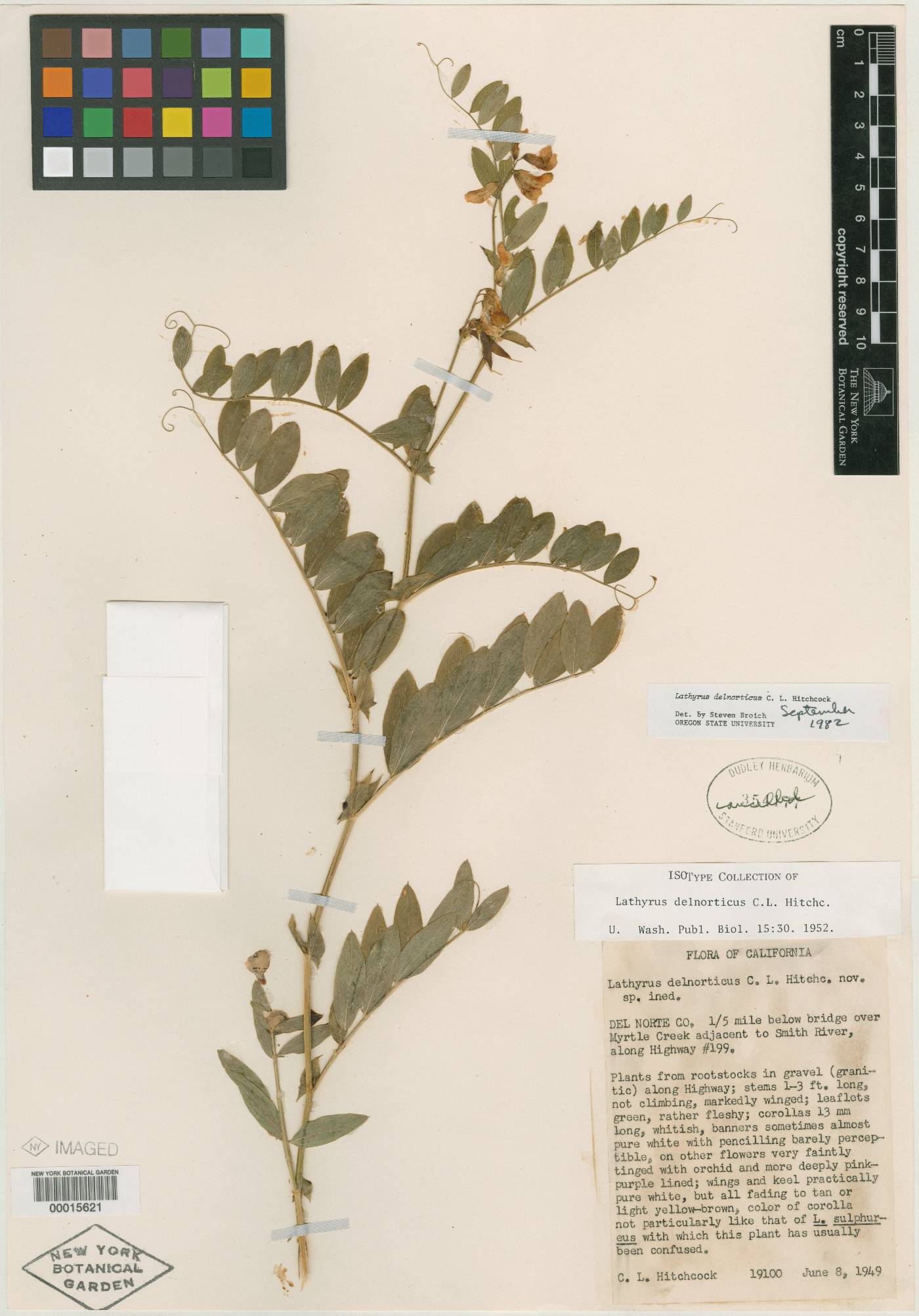 Lathyrus delnorticus image