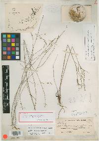 Image of Cathartolinum arenicola