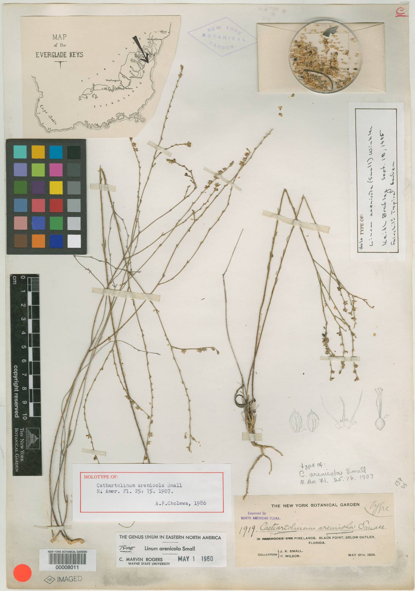 Cathartolinum arenicola image