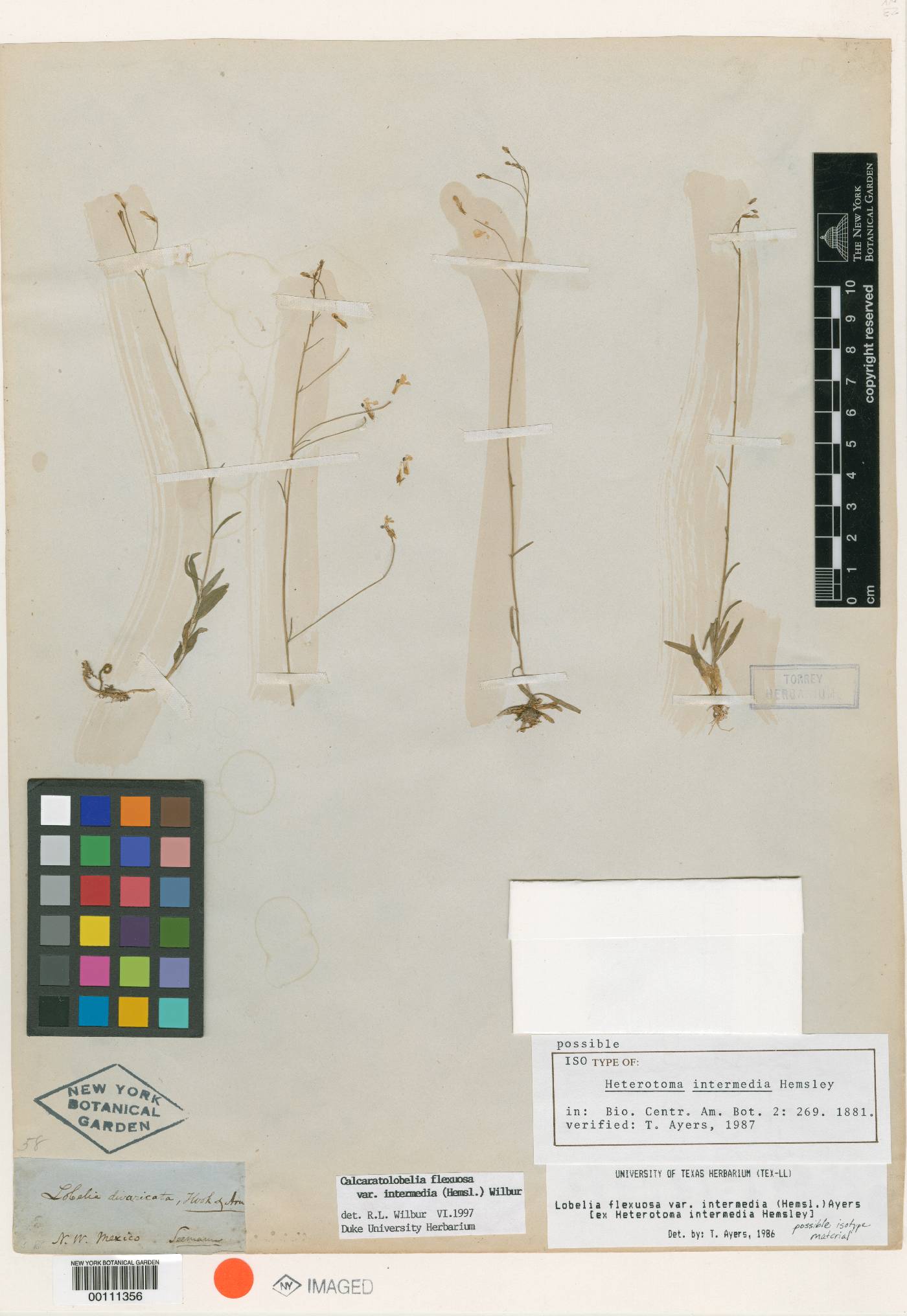 Lobelia flexuosa subsp. intermedia image