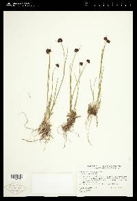 Juncus mertensianus image