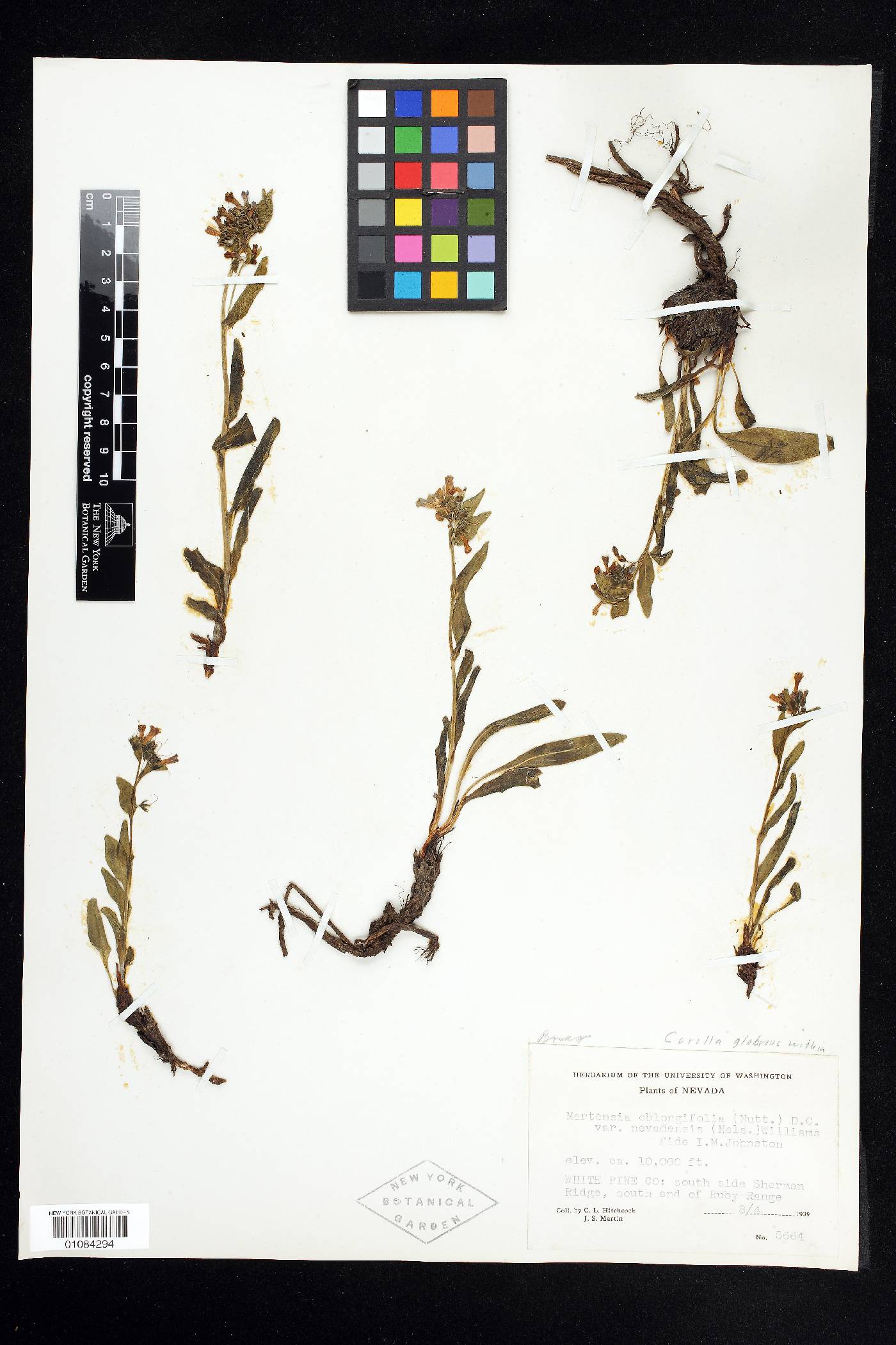 Mertensia oblongifolia image