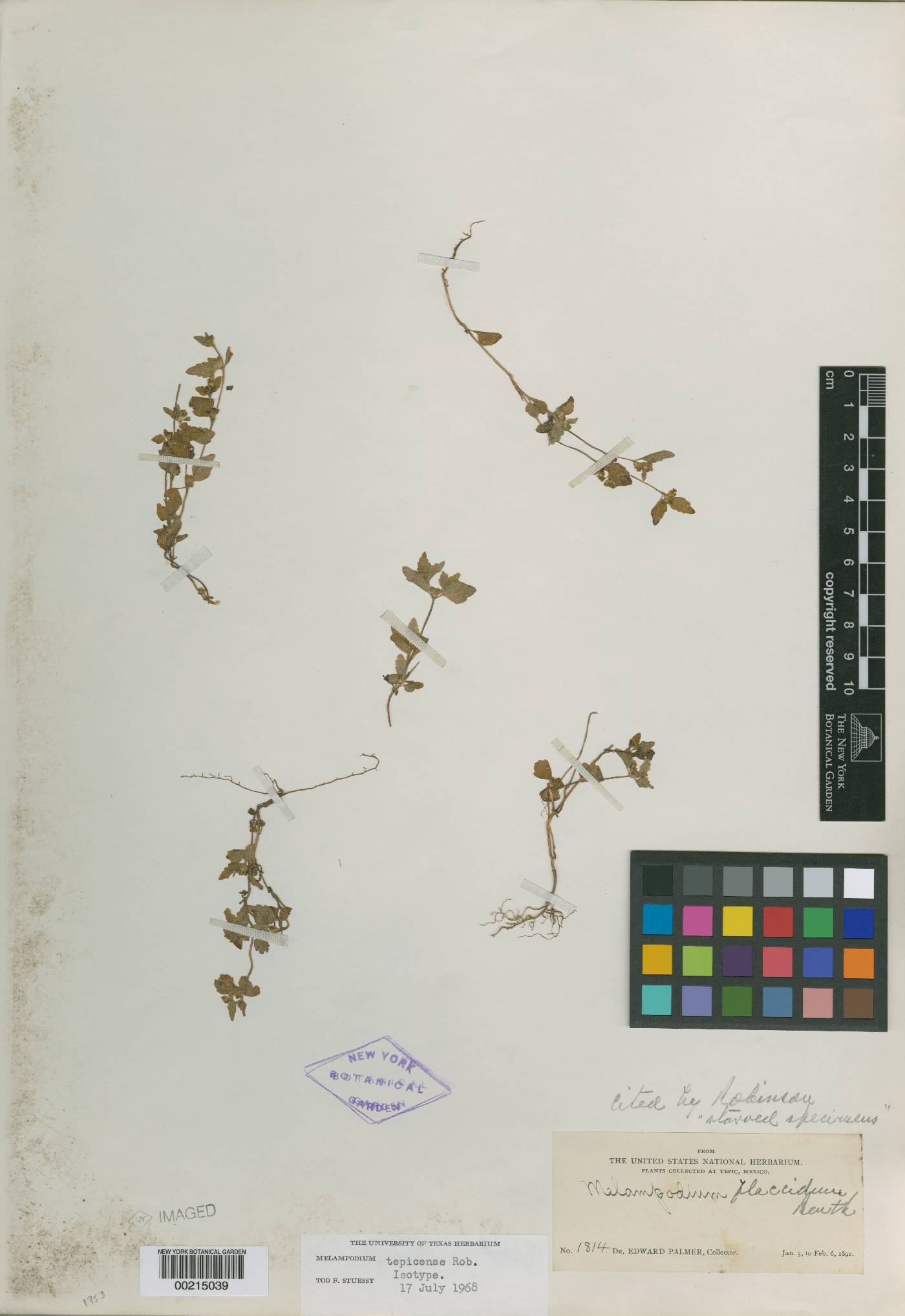 Melampodium tepicense image