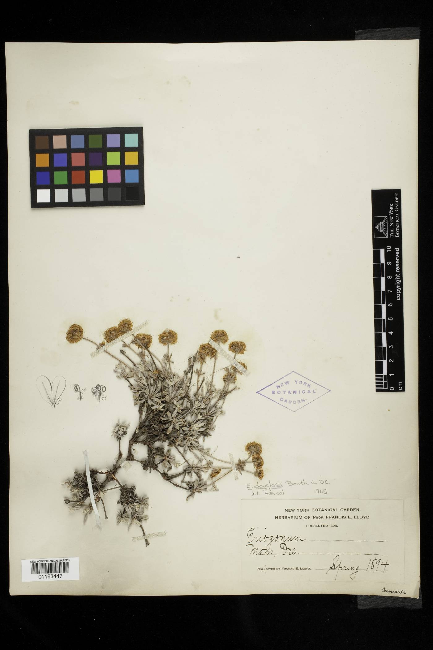 Eriogonum douglasii image