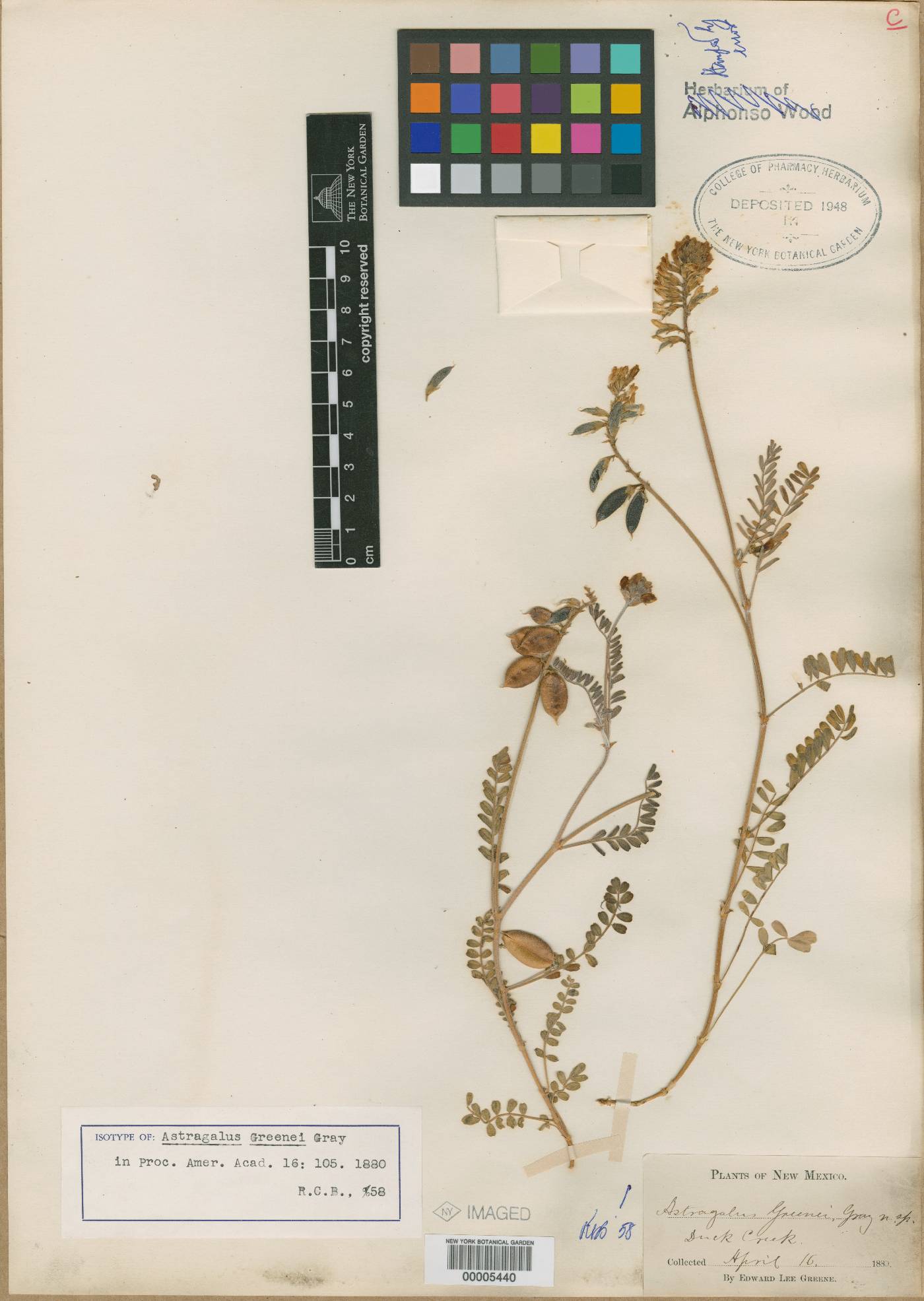 Astragalus flexuosus var. greenei image