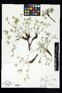 Potentilla diversifolia image