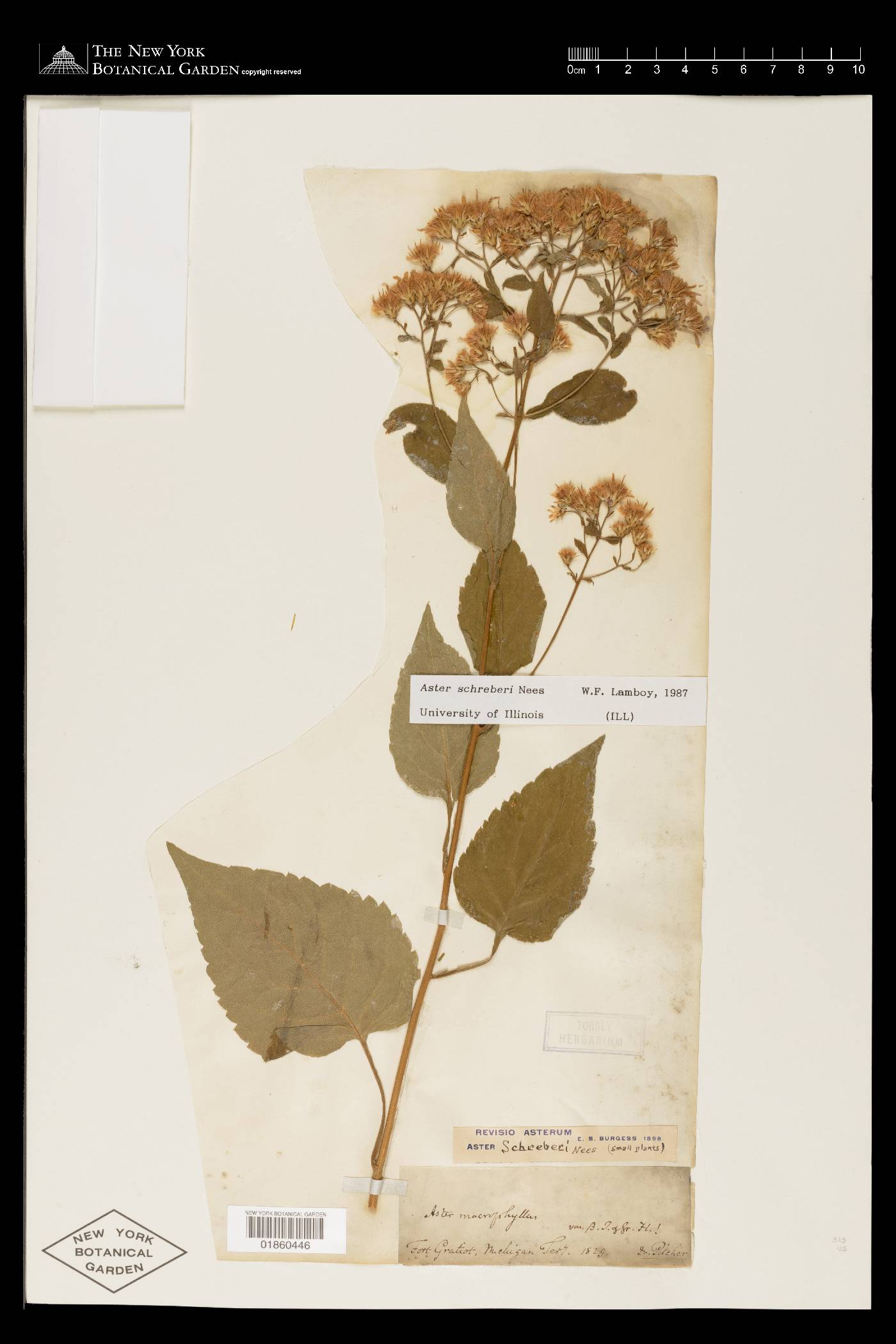 Eurybia schreberi image