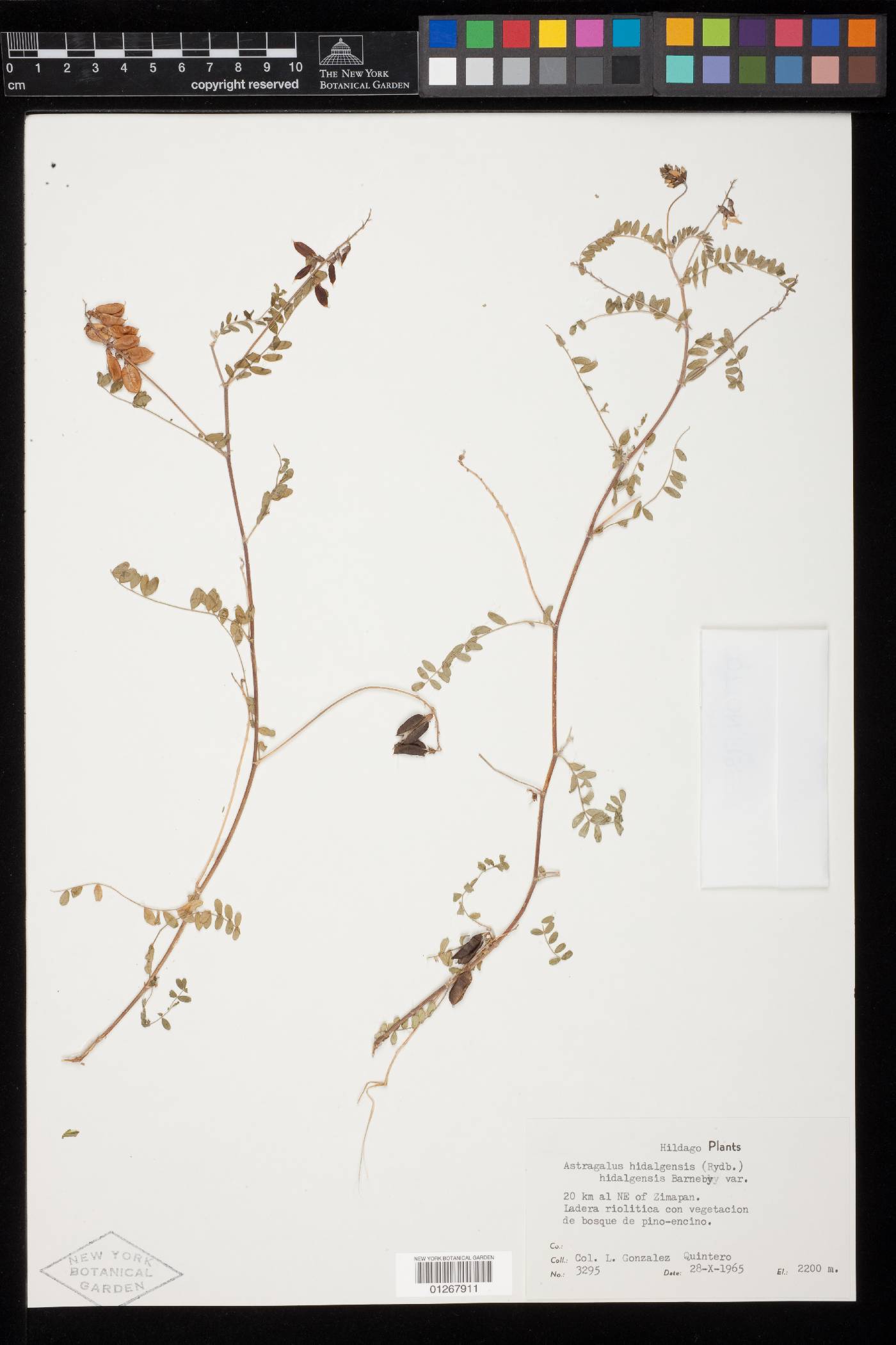 Astragalus hidalgensis image