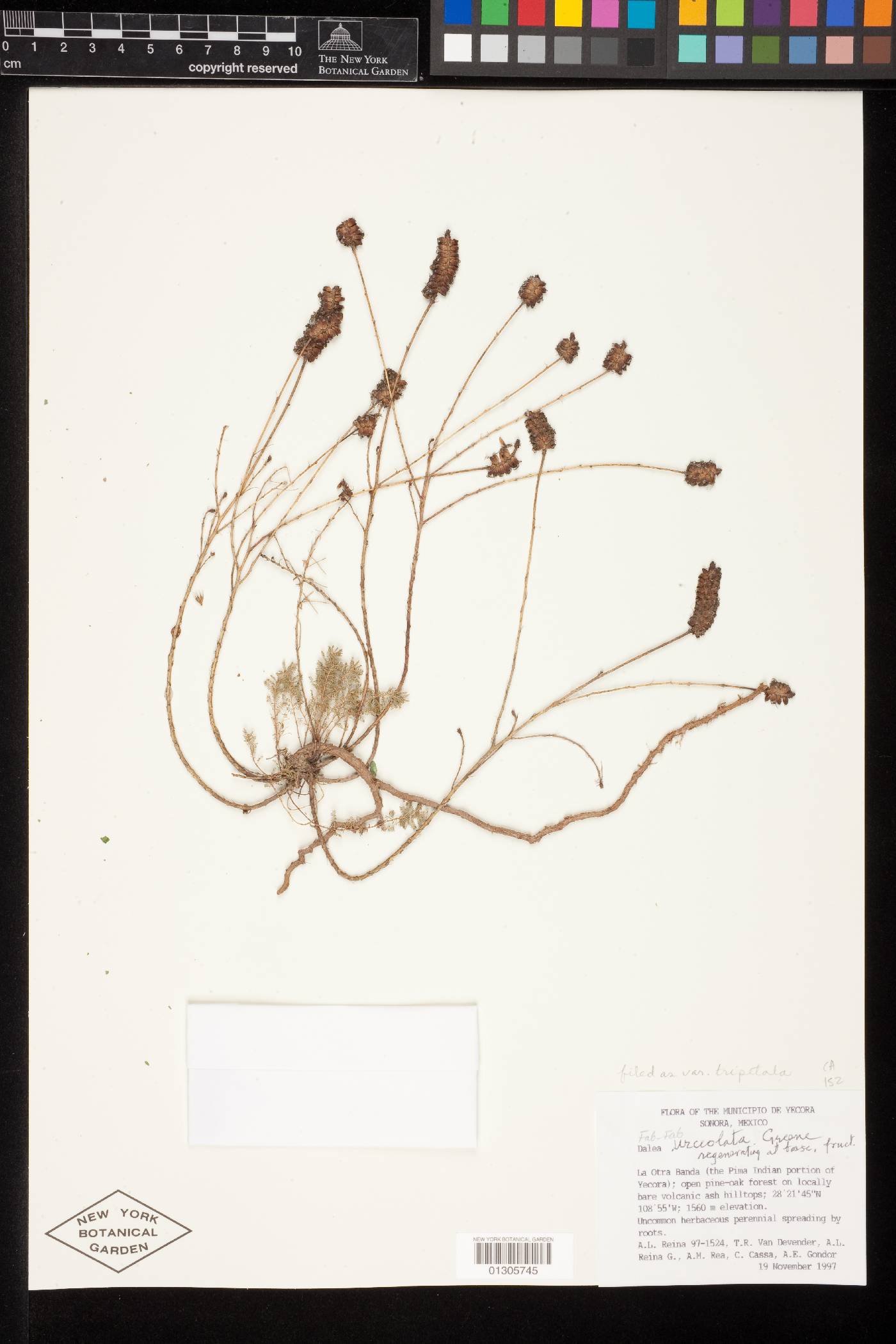 Dalea urceolata var. tripetala image