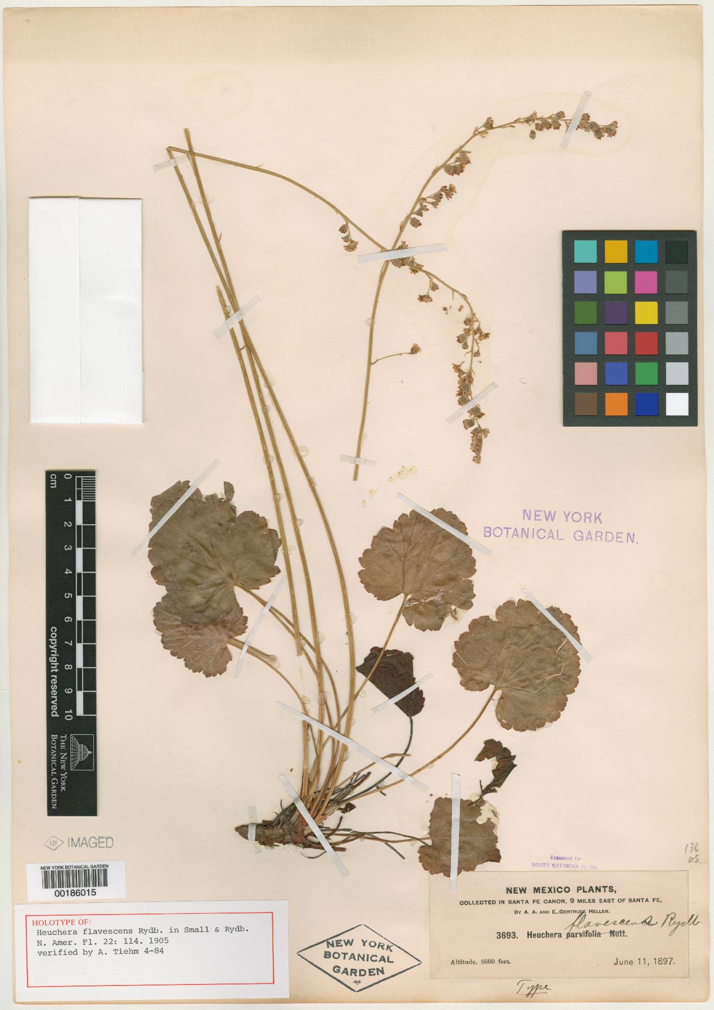 Heuchera flavescens image