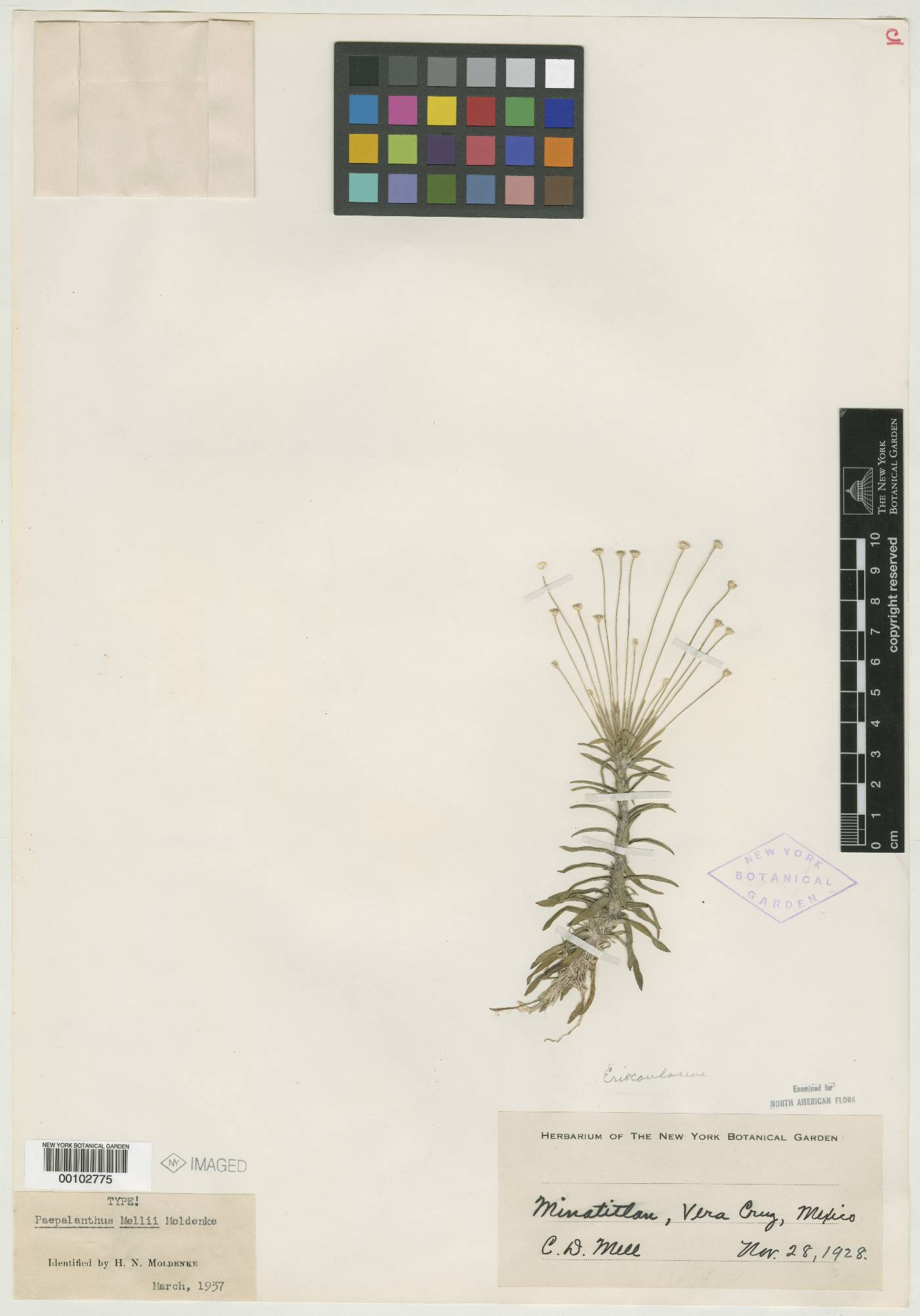 Paepalanthus mellii image