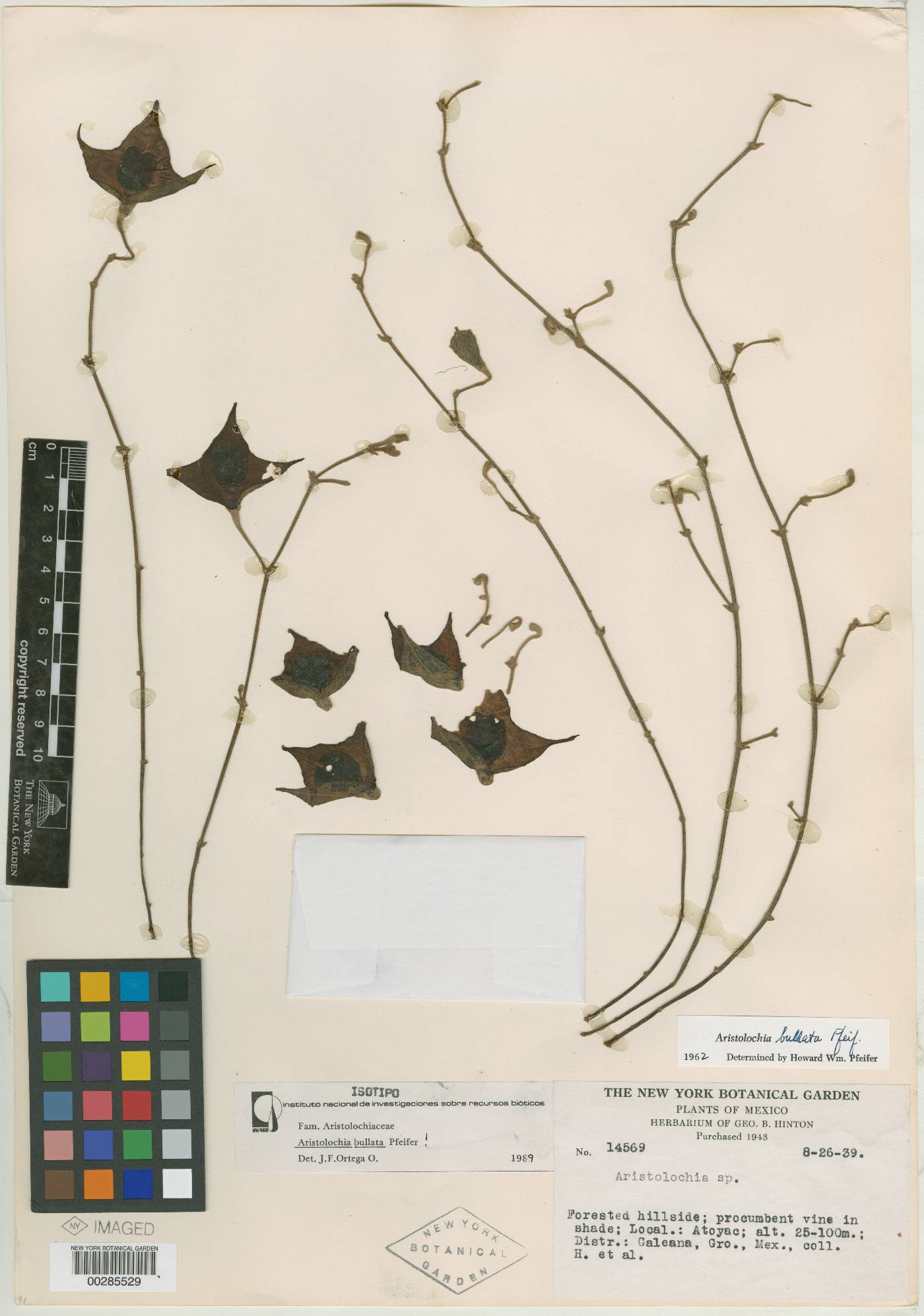 Aristolochia bullata image