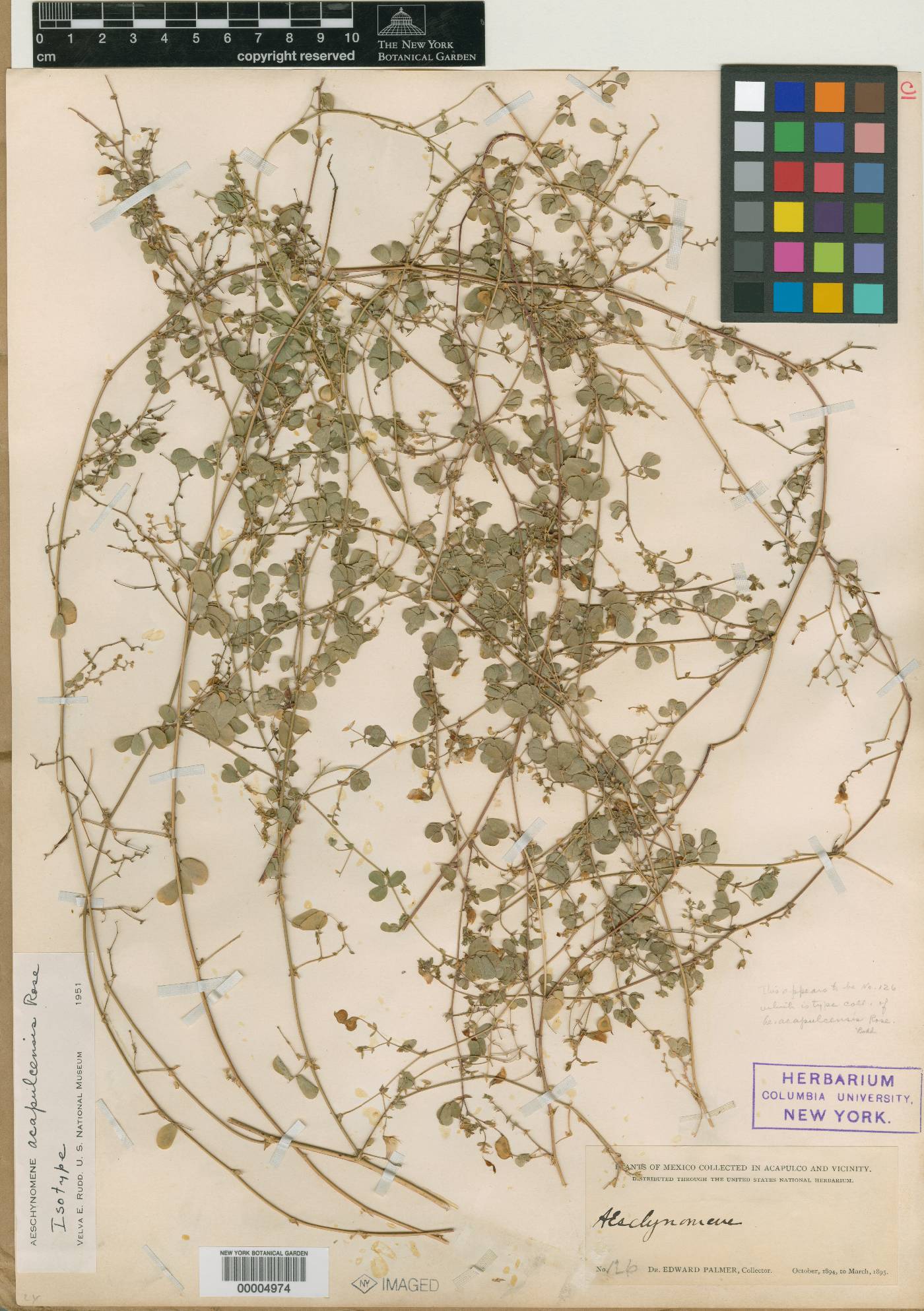 Aeschynomene acapulcensis image