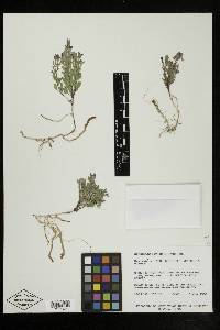 Scutellaria nana image