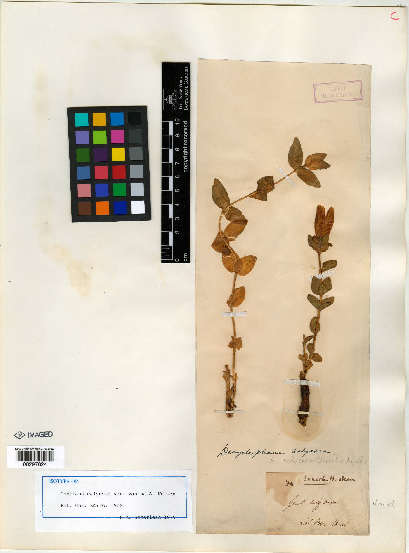 Gentiana calycosa var. xantha image