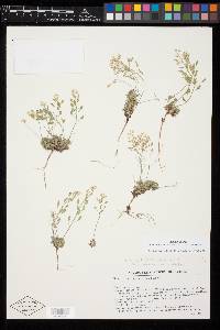 Draba pedicellata image