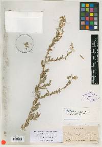 Atriplex tampicensis image