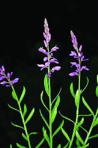 Polygala polygama image