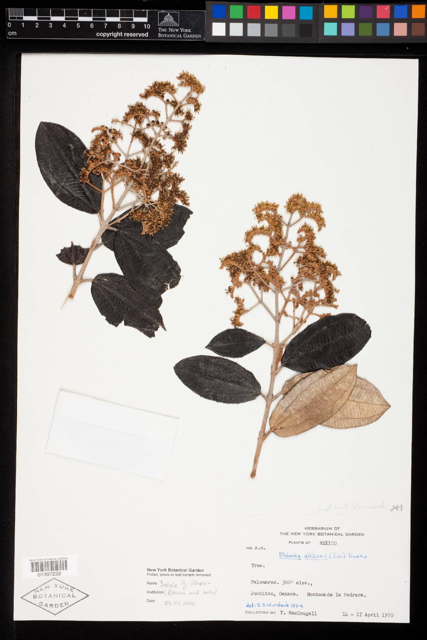 Miconia albicans image