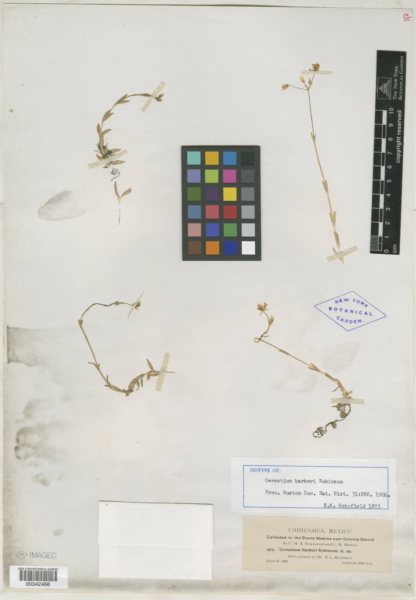 Cerastium barberi image