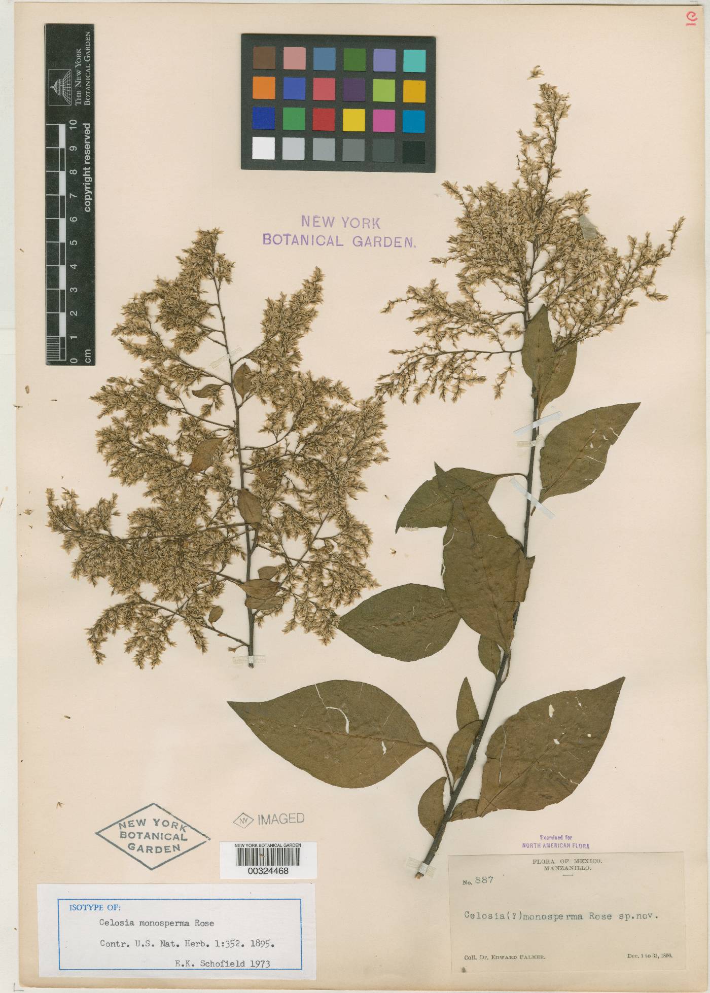 Celosia monosperma image