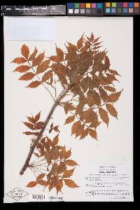 Bursera graveolens image