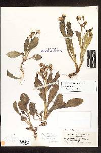 Senecio elmeri image