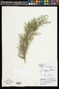 Cupressus gigantea image