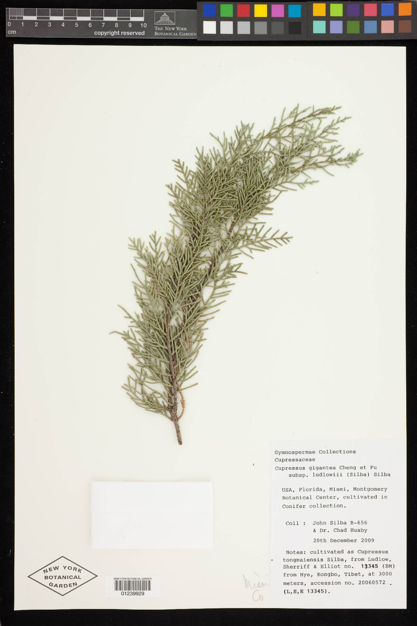 Cupressus gigantea image