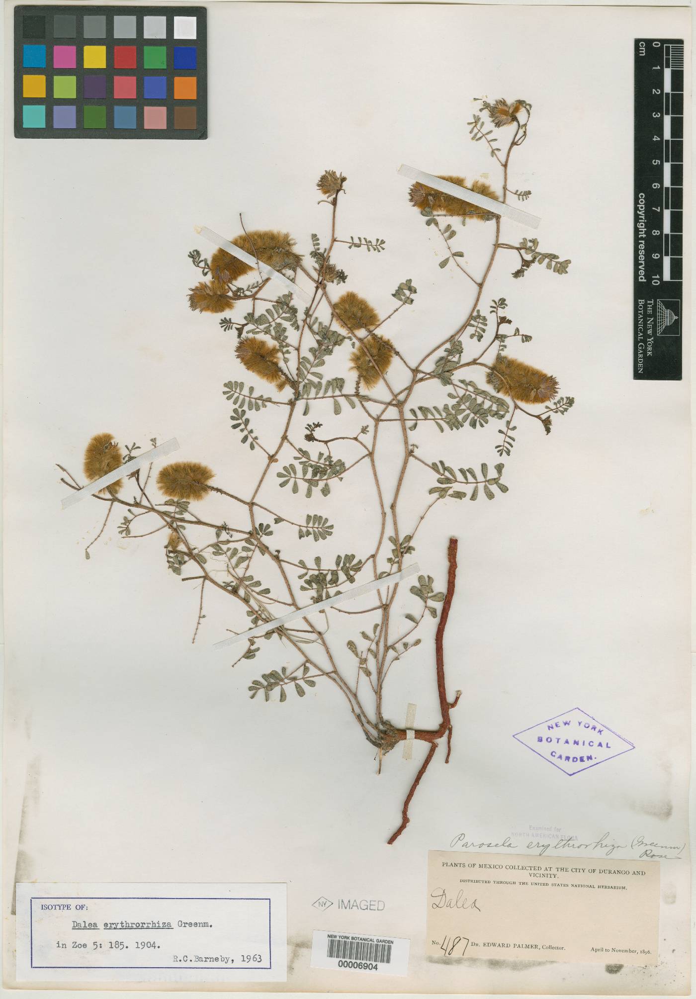 Dalea erythrorhiza image