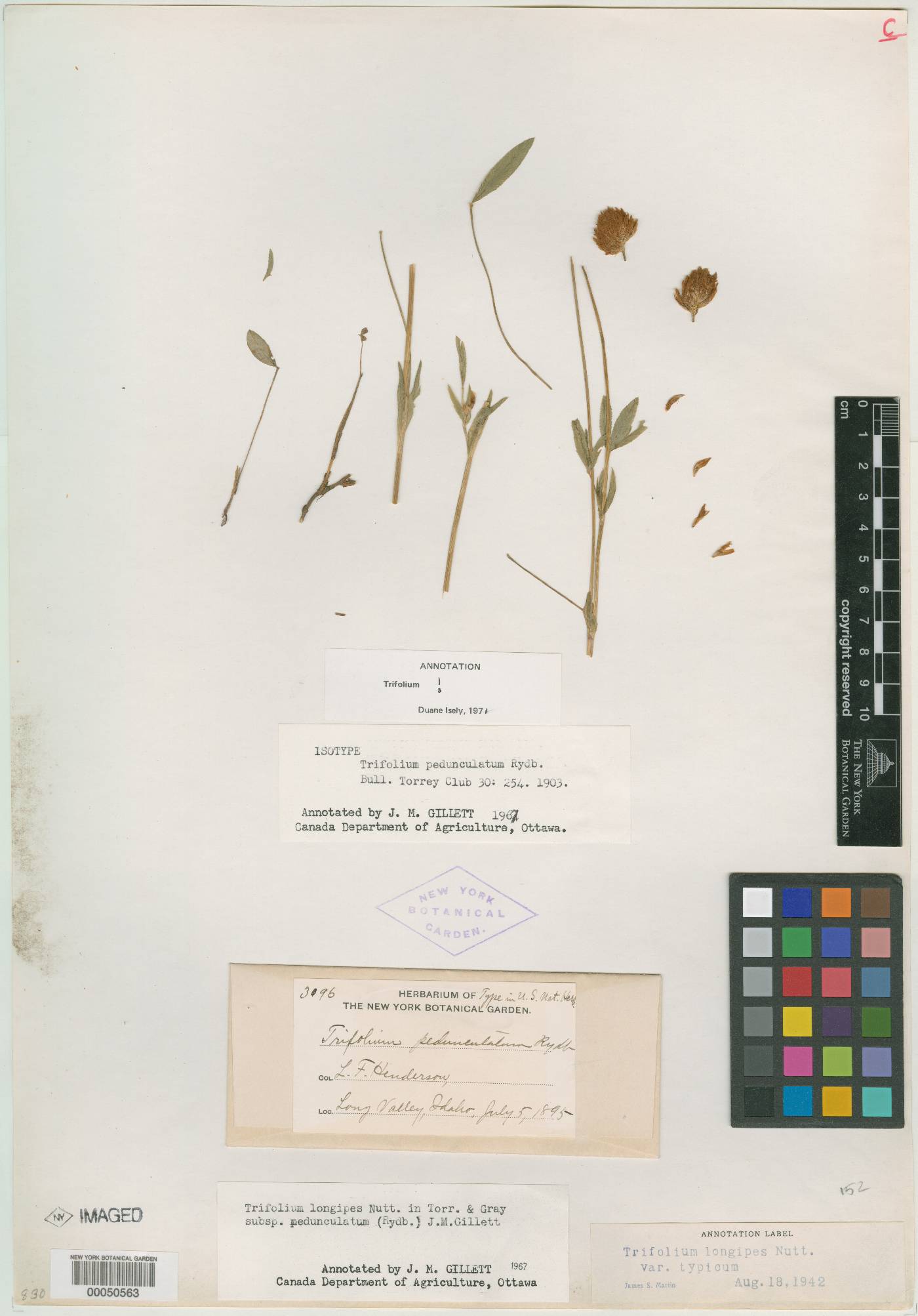 Trifolium pedunculatum image