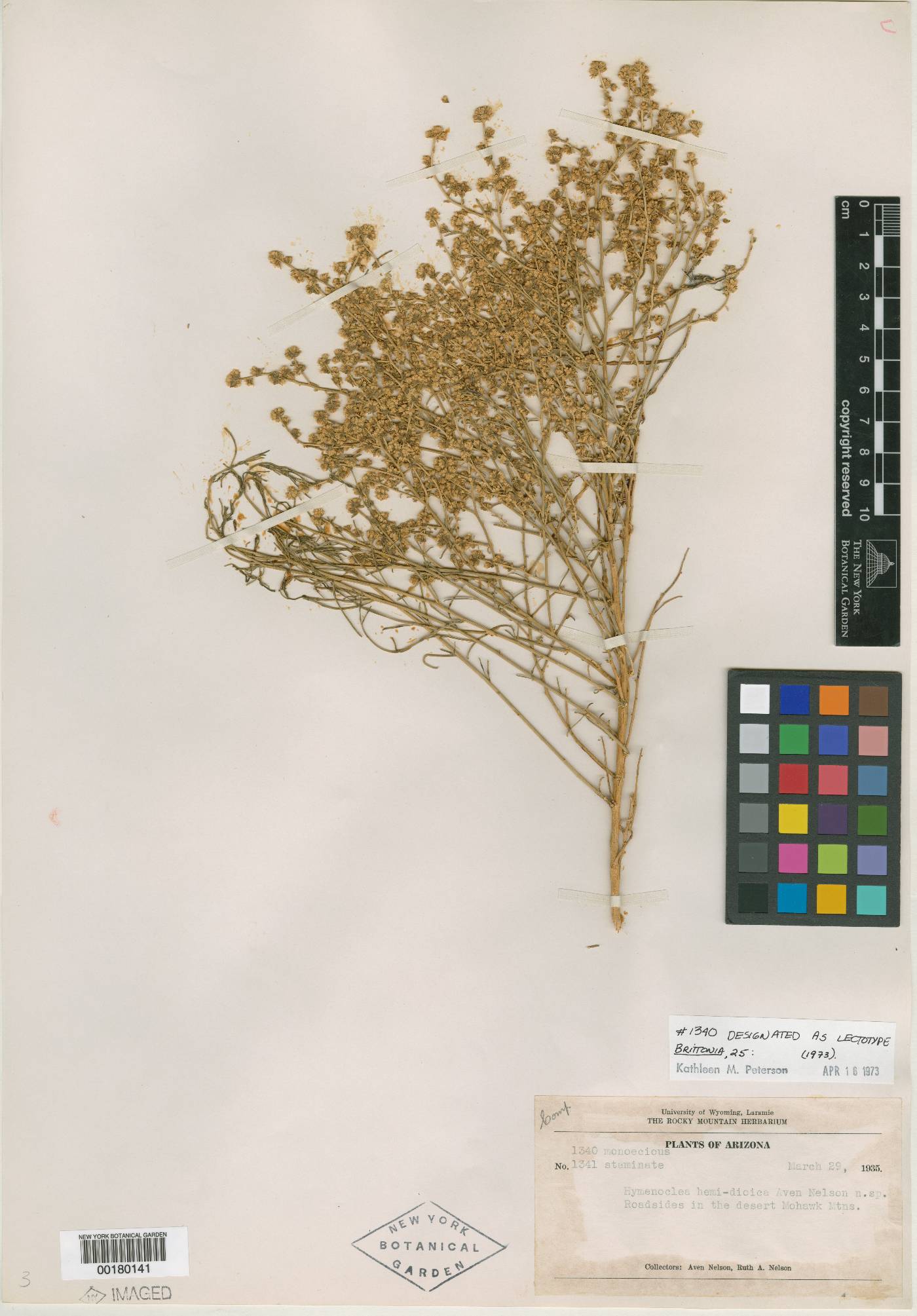 Hymenoclea hemidioica image
