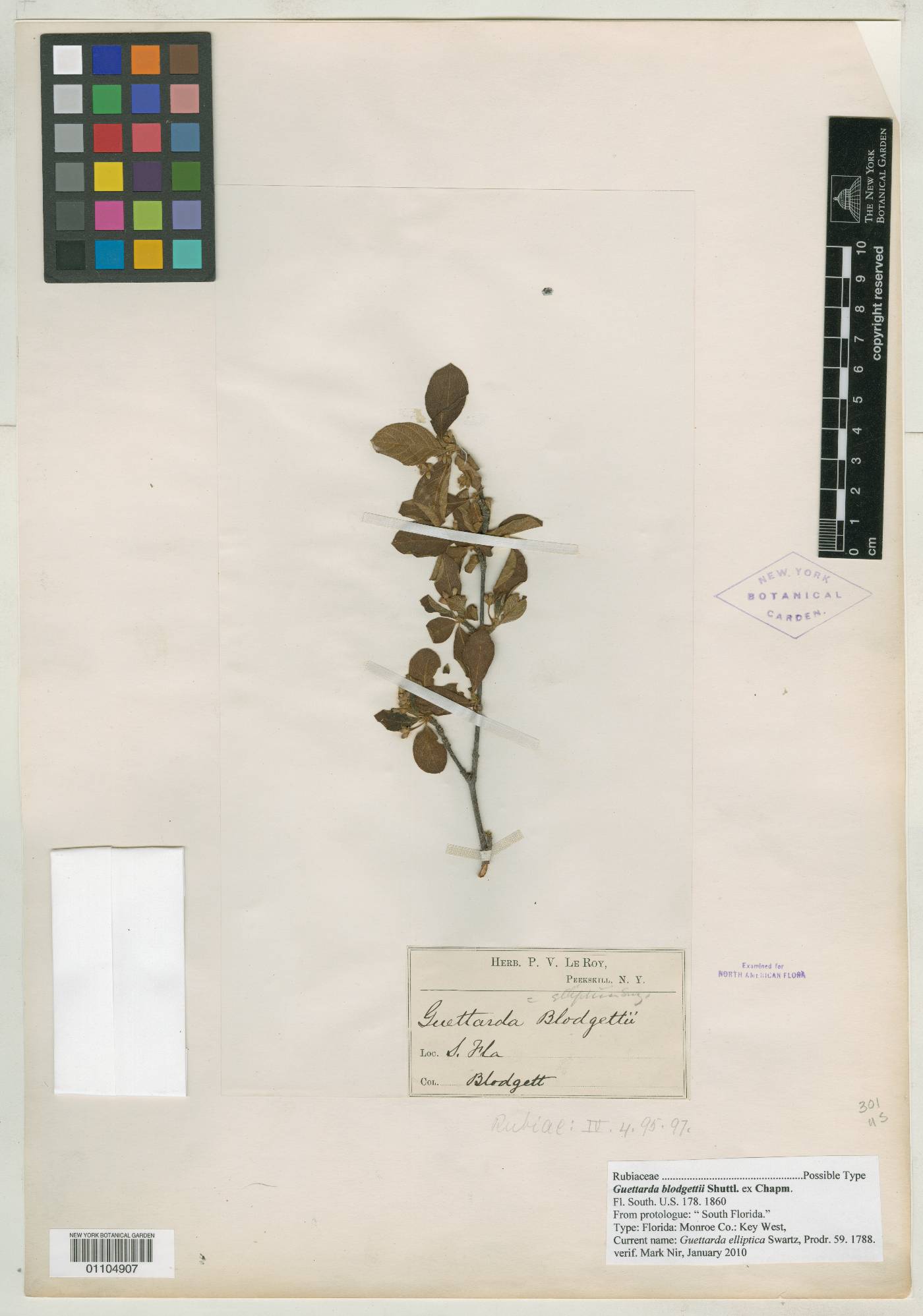 Guettarda elliptica image